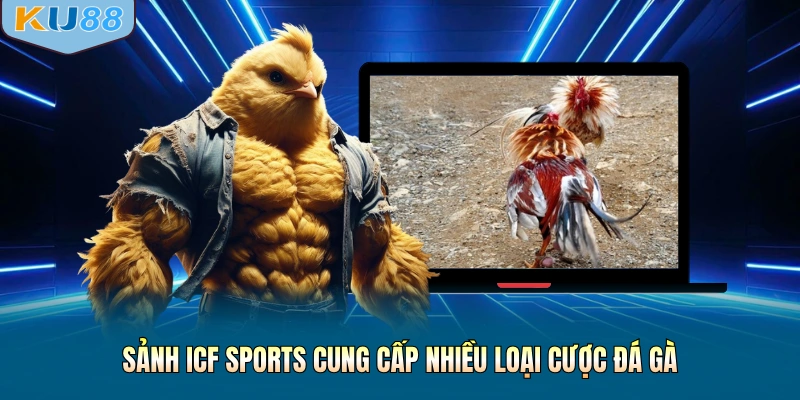 Sảnh ICF Sports cung cấp nhiều loại cược đá gà hấp dẫn